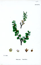 Dwarf Birch