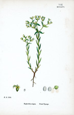 Dwarf Spurge