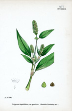 Glandular Persicaria