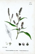 Glandular Persicaria