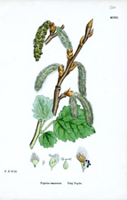Gray Poplar