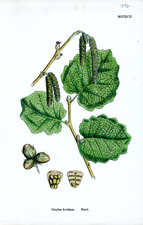 Hazel
