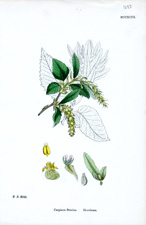 Hornbeam
