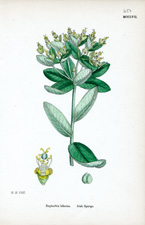 Irish Spurge