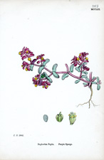 Purple Spurge