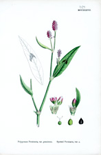 Spotted Persicaria