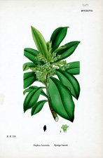 Spurge Laurel
