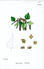 White Birch