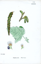 White Poplar