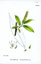 Pointed-leaved Willow, male