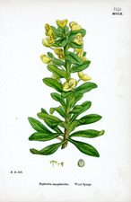 Wood Spurge