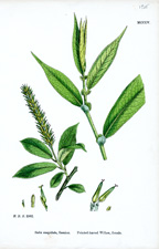Pointed-leaved Willow, female