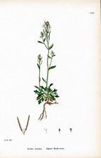 Alpine Rock-cress