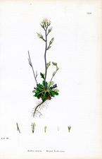 Bristol Rock-cress