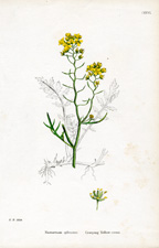 Creeping Yellow-cress