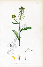 Great Yellow-cress