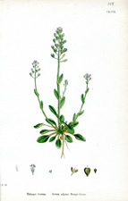 Green Alpine Penny-cress