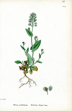 Perfoliate Penny-cress