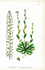 Short-styled Alpine Penny-cress