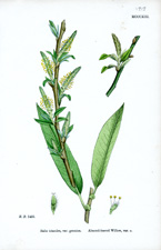 Almond-leaved Willow