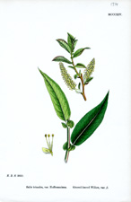 Almond-leaved Willow