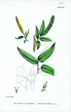 Almond-leaved Willow