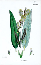 Auricled Osier