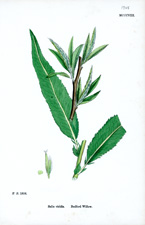 Bedford Willow