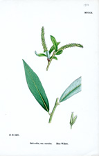 Blue Willow