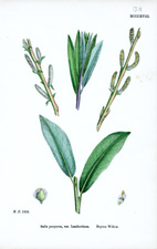 Boyton Willow