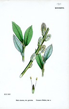 Common Sallow