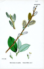 Common Sallow