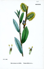 Common Sallow