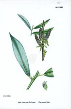 Fine-basket Osier