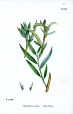 Golden Willow