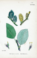 Great Sallow