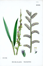 Green-leaved Osier