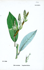 Long-leaved Sallow