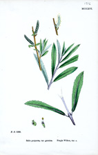 Purple Willow