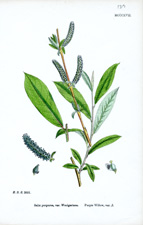Purple Willow