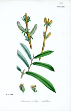 Rose Willow