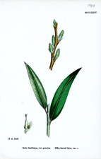 Silky-leaved Osier