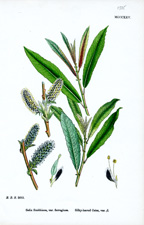 Silky-leaved Osier