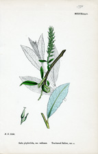 Tea-leaved Sallow