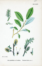 Tea-leaved Sallow