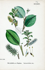 Tea-leaved Sallow