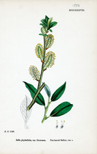 Tea-leaved Sallow