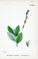Tea-leaved Sallow