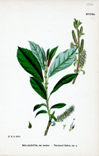 Tea-leaved Sallow