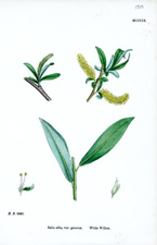 Bedford Willow